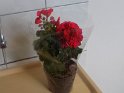 DSCN2116 DSCN2116